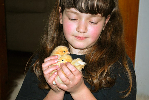 Liv and the baby laying hens
