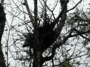 Goshawk nest