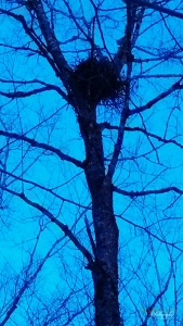 Second goshawk nest