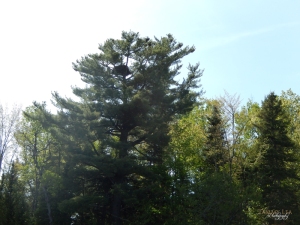 Eagle's Nest in Eastern White Pine at Hodgdon Mill Pond