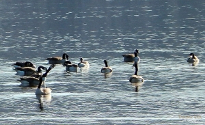 Canada Geese Galore