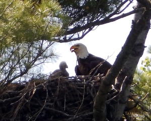 Eagle and her young