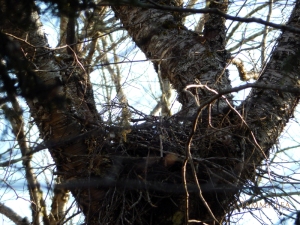 goshawk nest