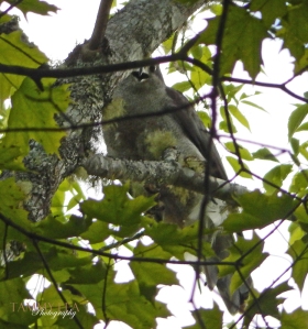 Female goshawk defending nest