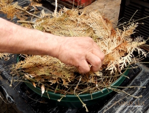 Building a goshawk nest