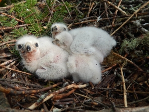 Three eyas goshawks in nest