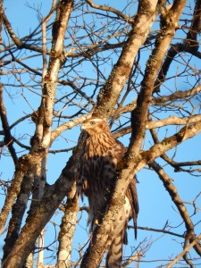 Our Goshawk up a tree, calling her in to the lure.