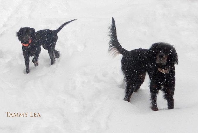 Tori and Gunner love the snow!